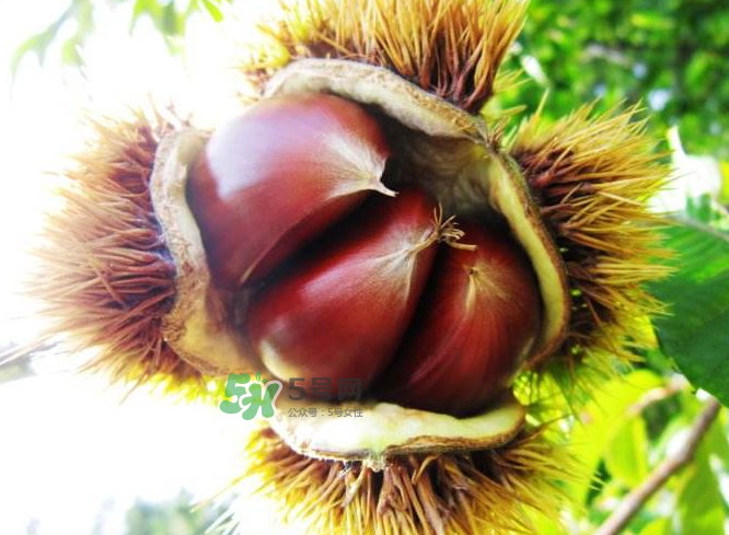 板栗能補(bǔ)腎嗎？板栗補(bǔ)腎陰還是腎陽(yáng)？