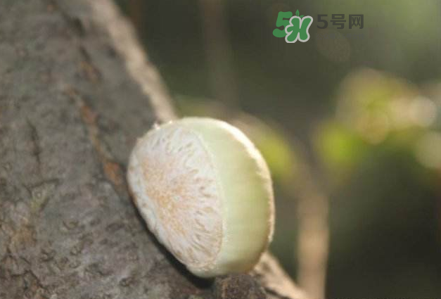 嫩板栗怎么保存？嫩板栗保存方法