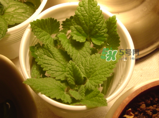 貓薄荷人能吃嗎？貓薄荷能吃嗎？