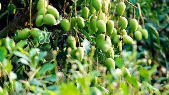 孕晚期能吃芒果嗎？孕晚期吃了很多芒果對胎兒好嗎？