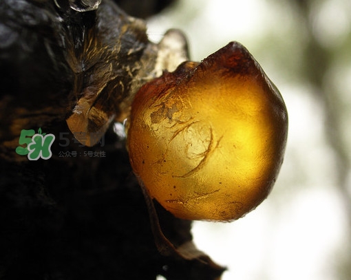 桃膠什么顏色的好？桃膠顏色深色好還是淺色好
