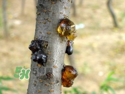 桃膠是桃樹(shù)上的膠嗎？桃膠是什么味道