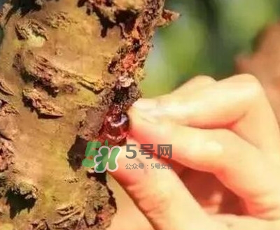 桃膠是桃樹(shù)上的膠嗎？桃膠是什么味道
