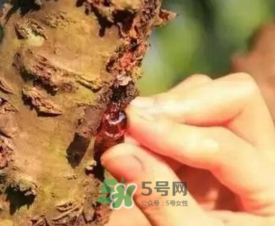 桃膠適合什么人吃？吃桃膠會(huì)上火嗎？