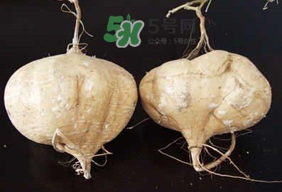 涼薯是什么東西？涼薯是地瓜嗎？