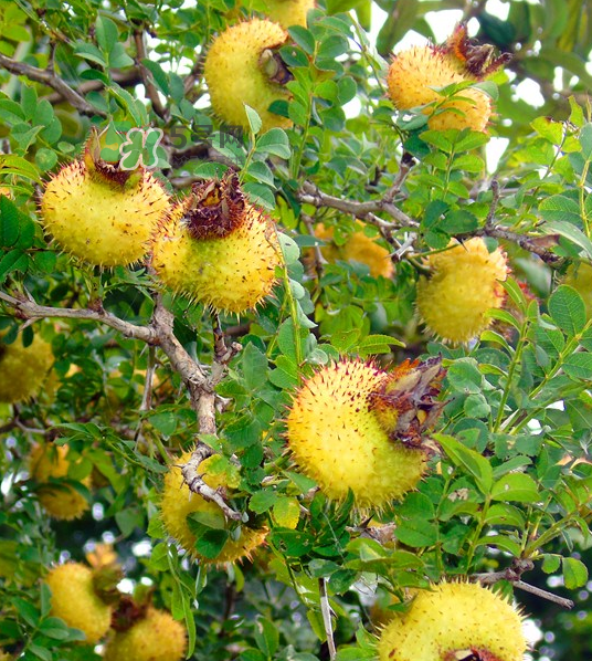 刺梨泡茶能經(jīng)常喝嗎？刺梨泡水喝禁忌多