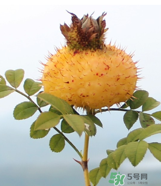 刺梨泡茶能經(jīng)常喝嗎？刺梨泡水喝禁忌多