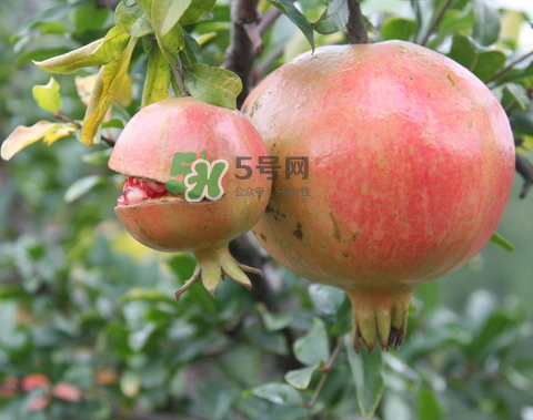 石榴為什么會(huì)爛？石榴怎么存放不會(huì)爛？