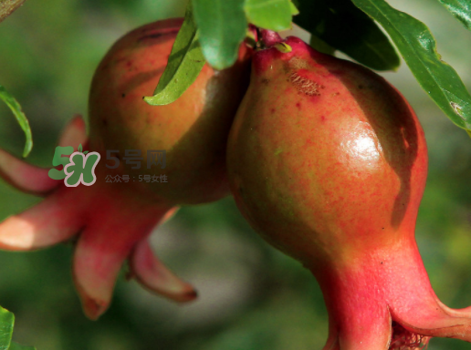 石榴為什么會(huì)生蟲_石榴長蟲怎么辦_石榴長蟲能吃嗎