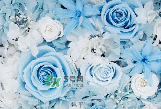 野獸派永生花會死嗎？野獸派永生花是什么？