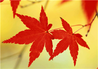 立秋后喝什么茶好？立秋后喝什么茶養(yǎng)生？