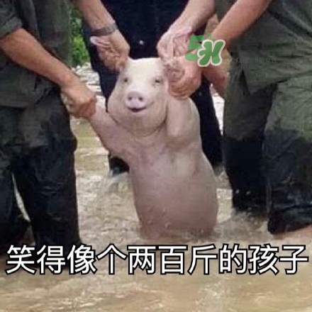 網(wǎng)紅小豬表情包為什么火了？網(wǎng)紅小豬表情包怎么火的？