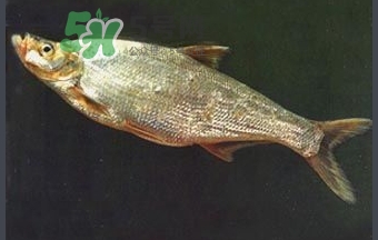 刁子魚是秋刀魚嗎？刁子魚是海魚嗎？