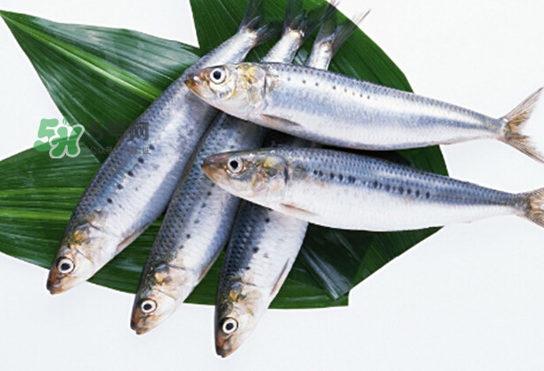 沙丁魚和秋刀魚有什么不一樣？秋刀魚和沙丁魚的區(qū)別