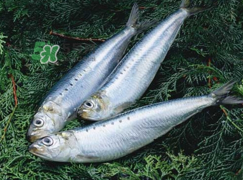 沙丁魚和秋刀魚有什么不一樣？秋刀魚和沙丁魚的區(qū)別
