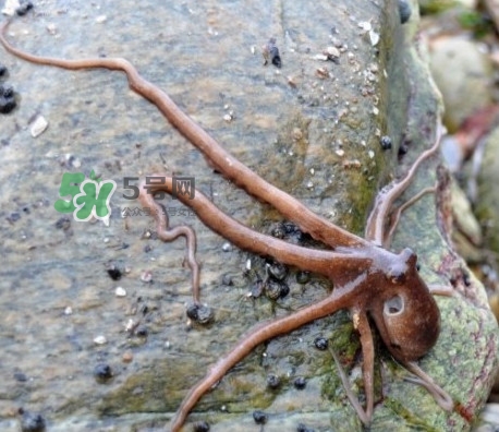 章魚有牙齒嗎？章魚天敵是什么