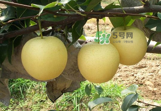 雪花梨是雪梨嗎？雪花梨和雪梨的區(qū)別