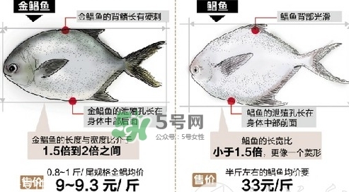 金鯧魚是海魚嗎？金鯧魚的刺多嗎？