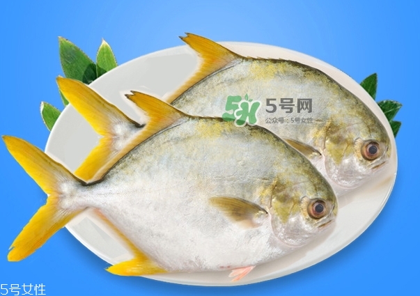 金鯧魚是海魚嗎？金鯧魚的刺多嗎？