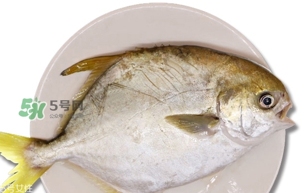 金鯧魚是海魚嗎？金鯧魚的刺多嗎？
