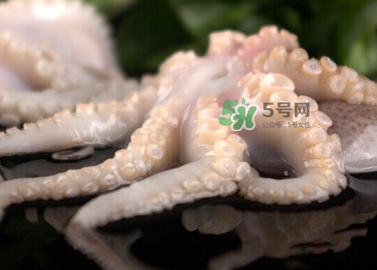 章魚有幾只腳？章魚有幾個爪子