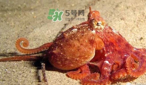 章魚有牙齒嗎？章魚天敵是什么