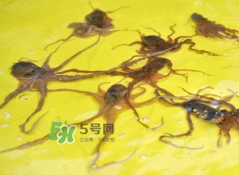 章魚會(huì)咬人嗎？章魚會(huì)吃人嗎