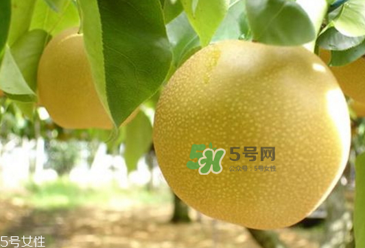 貢梨可以做冰糖雪梨嗎？貢梨可以燉川貝嗎？