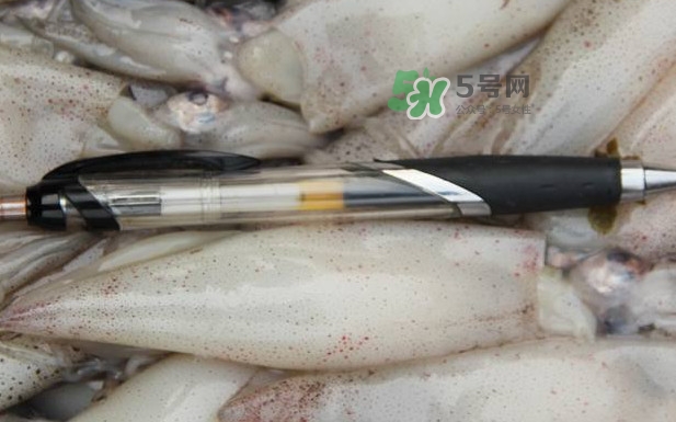 筆管魚是什么魚？筆管魚怎么吃