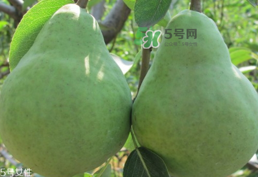 巴梨怎么吃？巴梨是熱性還是涼性的？
