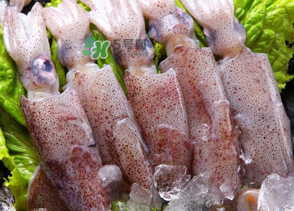 筆管魚是魷魚嗎？筆管魚和魷魚的區(qū)別