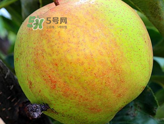 蘋果梨是轉(zhuǎn)基因還是變基因？蘋果梨的功效與作用