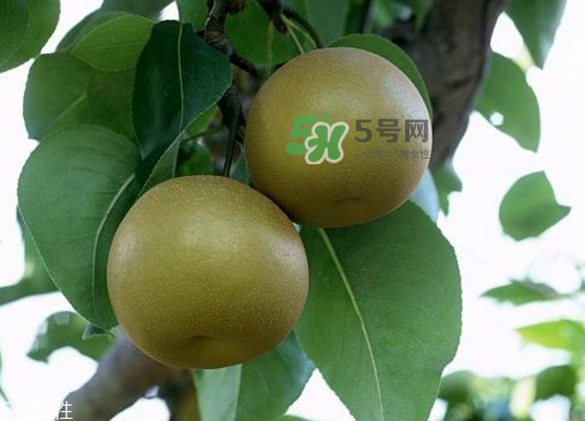 沙梨孕婦可以吃嗎？沙梨的功效與作用
