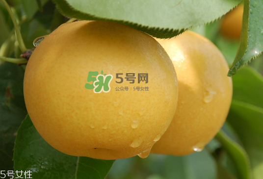 圓黃梨好吃嗎？圓黃梨的功效與作用