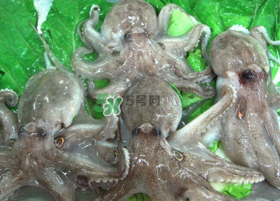 章魚會(huì)咬人嗎？章魚會(huì)吃人嗎