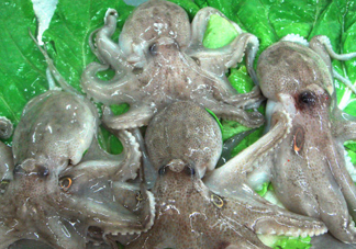 章魚會咬人嗎？章魚會吃人嗎