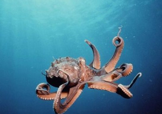 章魚是墨魚嗎？章魚有哪些特性