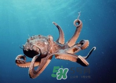 章魚是墨魚嗎？章魚有哪些特性