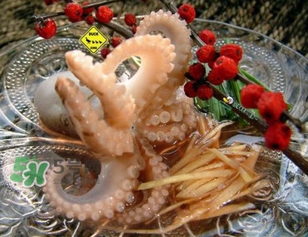 章魚有幾只腳？章魚有幾個爪子