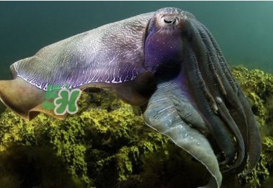 章魚是墨魚嗎？章魚有哪些特性