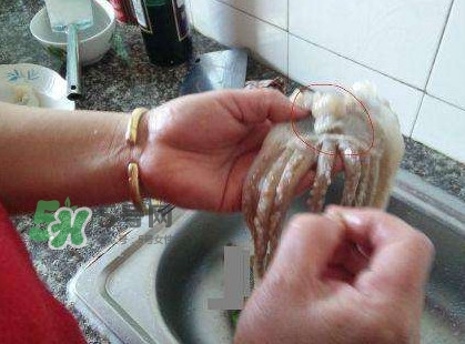 魷魚頭怎么切？魷魚怎么切花刀