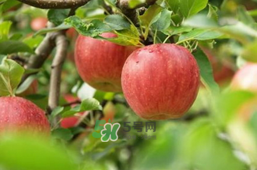 蘋(píng)果治便秘嗎？蘋(píng)果能治什么病