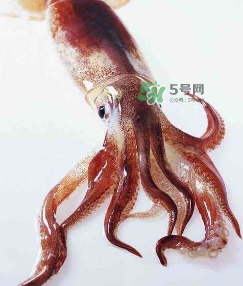 魷魚是墨魚嗎？魷魚和墨魚的區(qū)別
