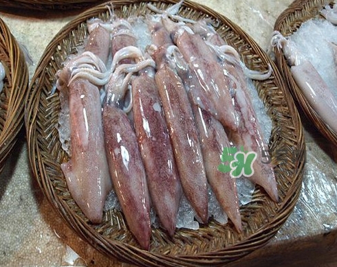 新鮮魷魚怎么處理？魷魚怎么清洗？