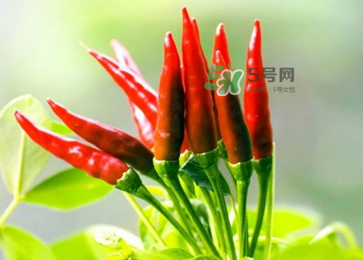 菜市場(chǎng)什么辣椒最辣？辣椒最辣的部分