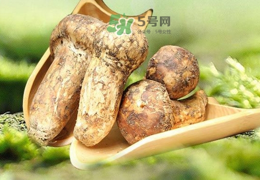 新鮮松茸怎么挑選？干松茸如何挑選