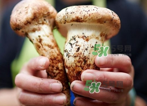 新鮮松茸用水焯嗎？新鮮松茸洗時(shí)用水浸泡嗎