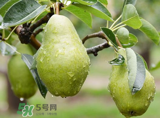 香蕉梨怎么熟的快？香蕉梨怎么變軟？