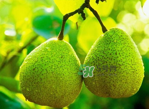 萊陽(yáng)梨什么時(shí)候成熟？萊陽(yáng)梨多少錢一斤？