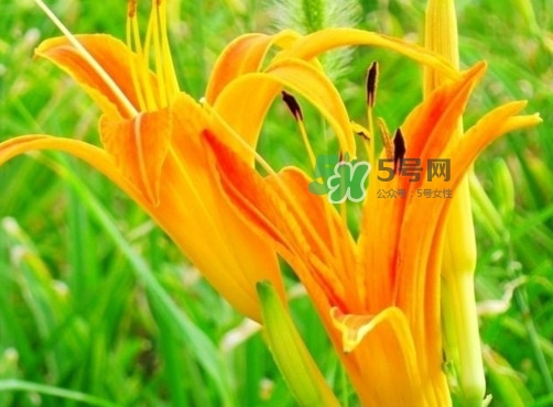 黃花菜是下奶的嗎？黃花菜是發(fā)奶的嗎